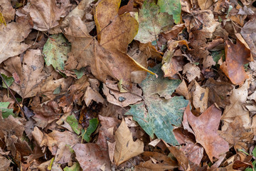 Pile of Autumn Maple Colored Leaves