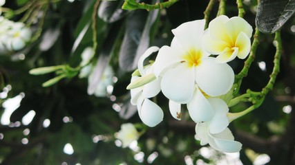 Obraz na płótnie Canvas White plumeria flower in the garden,frangipani flower