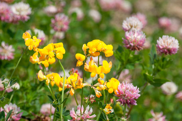 yellow birdsfoot and pink wild flowers  on a meadow
