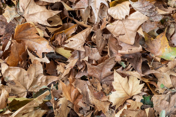 Pile of Autumn Maple Colored Leaves