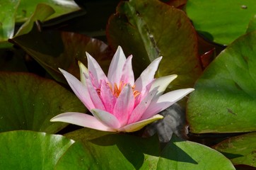 Fleur de n&eacute;nuphar rose