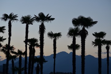 silhouettes de palmiers