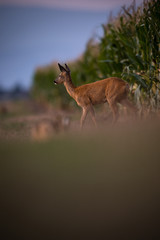 Wild roe deer (Capreolus capreolus) at dusk
