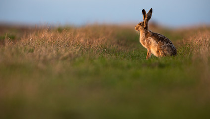 Obraz na płótnie Canvas Wild hare (lepus europaeus) - Lonely wild brown hare lit by warm evening light at dusk