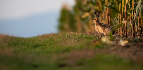 Wild hare (lepus europaeus) - Lonely wild brown hare lit by warm evening light at dusk