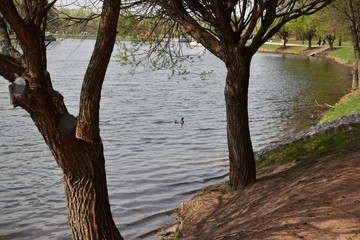 types of pond in a park ensemble