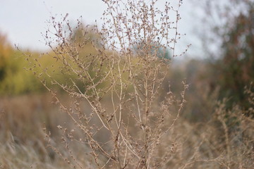 grass in the wind