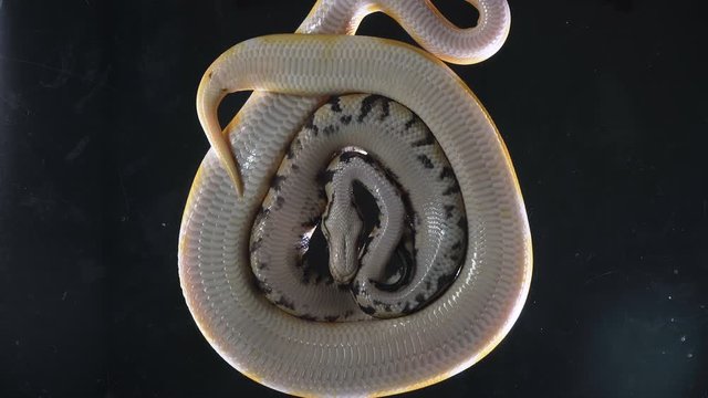 Footage of albino and royal phytons