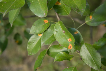 Pear leaves infestated by pear rust