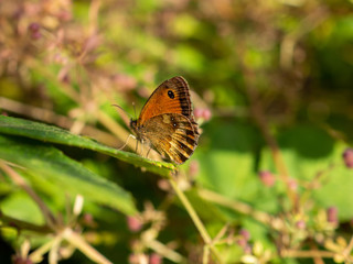 Gatekeeper butterfly