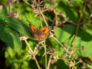 Fototapeta na wymiar Gatekeeper butterfly