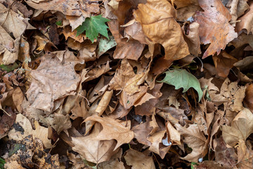 Pile of Autumn Maple Colored Leaves