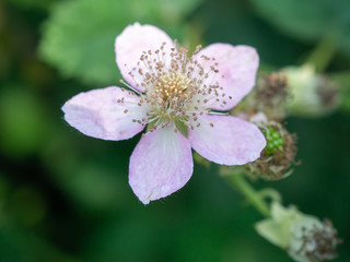 Blackberry flower