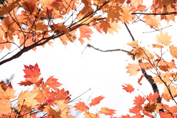 Orange maple tree in fallen leaves season on white background with copyspace.