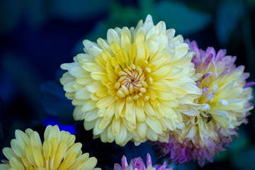 Yellow chrysanthemum flower closeup..