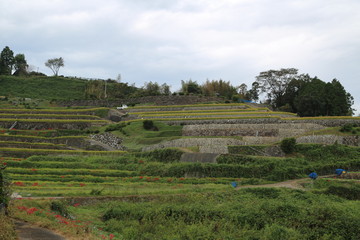 rural landscape with green field and trees