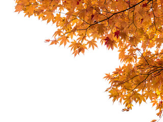 Orange maple tree frame on white background with copy space.