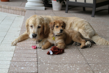 Golden Retriever and Puppy at Play