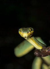 Bamboo Pit Viper seen nearMatheran,Thane,Maharashtra,India