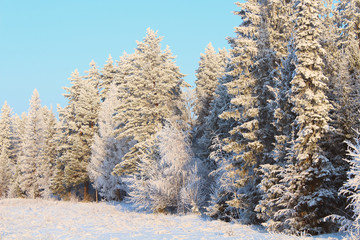 Beautiful winter forest. Snow covered trees. Background. Scenery.