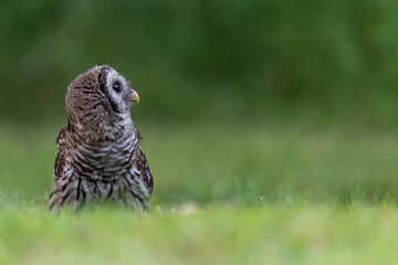 A fledgling Barred Owl perched in the grass.