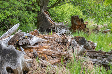 Dry tree stumps that have been deposited as habitat for small animals and insects on the edge of a field in Brandenburg, Germany.