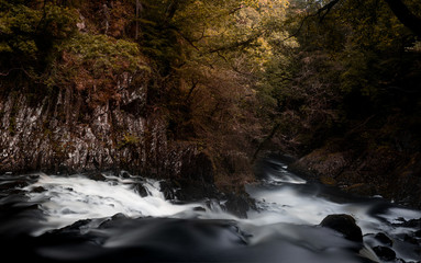 stream in the forest