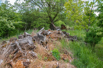 Fototapeta na wymiar Dry tree stumps that have been deposited as habitat for small animals and insects on the edge of a field in Brandenburg, Germany.