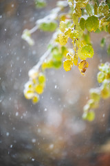 Autumn leaves of aspen tree (Populus tremula ‘Erecta’) covered with snow, blurred background with snowfall