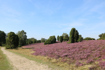 Fototapeta na wymiar Weg in der Lüneburger Heide 