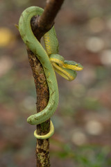 Bamboo Pit Viper seen nearMatheran,Thane,Maharashtra,India
