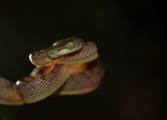 Cat Snake seen near Matheran,Maharashtra,India