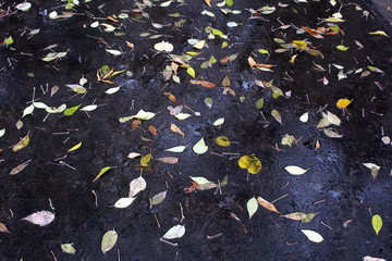 yellow autumn leaves fell on damp asphalt