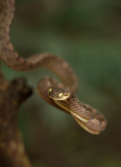 Cat Snake seen near Matheran,Maharashtra,India