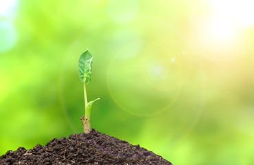 Young plant in the morning light on nature background. Concept of startup a business