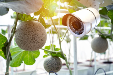 CCTV Camera Operating inside organic melon farm plantation.