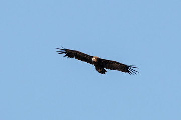 Cinereous Vulture Aegypius monachus in flight