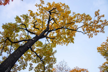 autumn maple tree in the park, yellow leaves