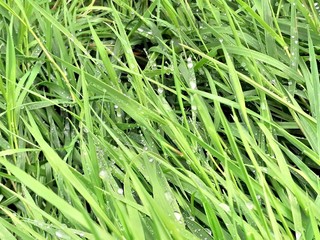 green grass with water drops