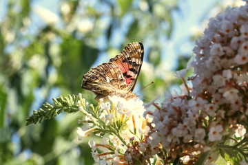 Distelfalter auf einer Blüte des Schmetterlingstrauches, Vanessa cardui