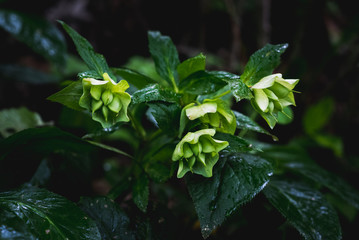 Hellebore after rain in the forest of the highlands in Svaneti Region of Georgia in June.