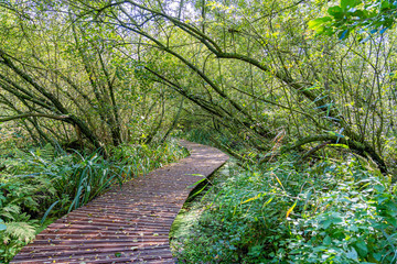 A boardwalk winds through this humid forest, Zoetermeer, Netherlands