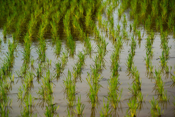 Pattern of rice seedlings,In rice fields.