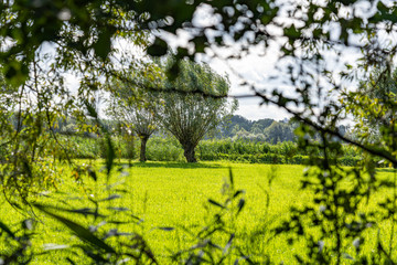 Fototapeta na wymiar View at a green meadow with willows, Zoetermeer, Netherlands
