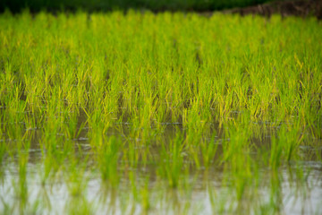 Pattern of rice seedlings,In rice fields.