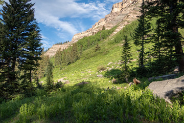 Landscape of green mountainside with some trees at Coal Bank Pass in Colorado