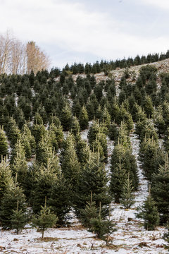 Christmas Tree Farm