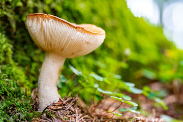 Nahaufnahme eines Täublings (Pilz) im Wald