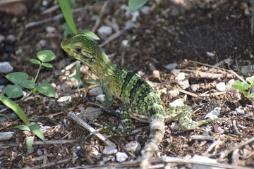 Lizard Reptile on Tree in Tulum Mexico Mexican Riviera