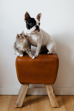 Puffy Little Cat with Frenchie